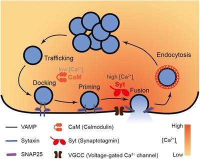 The Role of Calmodulin vs. Synaptotagmin in Exocytosis